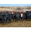 Image 5 : Monette Farms - 800# February Weaned Steers - 315 Head (Airdrie, AB)