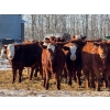 Image 2 : Wyatt & Brandy Dahm - 840# January Delivery Steers - 150 Head (Keephills, AB)