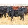 Image 5 : L & J Ranch - 830# March Delivery Heifers - 75 Head (Harptree, SK)