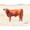Image 10 : Leonard Lundquist/Andrew Ranching - 675# October Delivery Steer Calves - 90 Head (Rolling Hills, AB)
