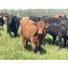 Image 14 : Lone Star Cattle Co. - 1040# September Delivery Grass Steers - 530 Head (Buck Lake, AB)