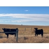 Image 8 : Triangle D Land & Cattle Co. - 775# October Delivery Grass Heifers - 28 Head (Hanley, SK)