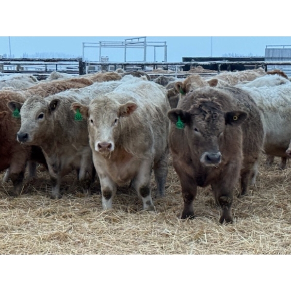 Kevin Szymanek - 900# January Delivery Steers - 68 Head (Stauffer, AB)