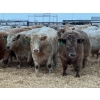Image 1 : Kevin Szymanek - 900# January Delivery Steers - 68 Head (Stauffer, AB)