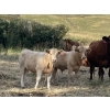 Image 2 : Lindy Greig - 475# October Heifer Calves - 55 Head (Nanton, AB)