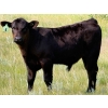 Image 4 : Richard Beekman - 575# November Delivery Steer Calves - 30 Head (Strathmore, AB)