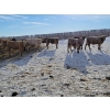 Image 3 : Bauer Ranching - 880# February Weaned Steers - 190 Head (Hilda, AB)