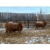 Image 2 : Leonard & Curtis Zdan - 925# January Delivery Weaned Steers - 65 Head (Alonsa, MB) VBP+