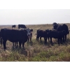 Image 3 : FA7 Ranch - 600# Steer Calves - 100 Head (Piapot, SK)