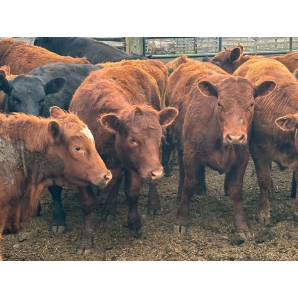 DJ Fridlington - 720# May Delivery Heifers - 82 Head (Kersley, BC)