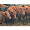 Image 1 : DJ Fridlington - 720# May Delivery Heifers - 82 Head (Kersley, BC)