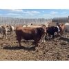Image 3 : Aart Beekman - 1025# May Delivery Steers - 180 Head (Coaldale, AB)