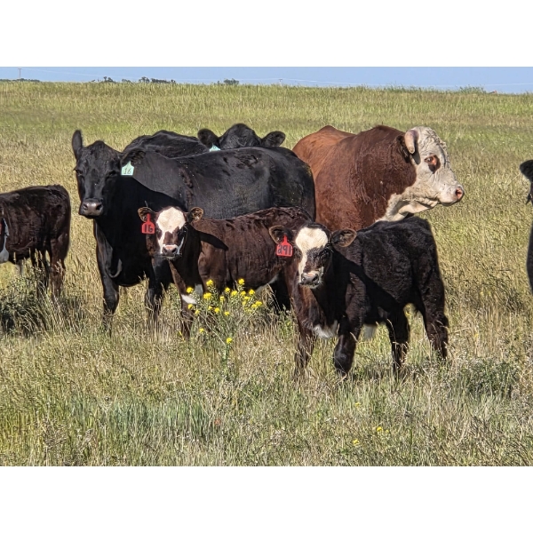 Calvin Rydzik - 580# November Delivery Steer Calves - 105 Head (Glenavon, SK)