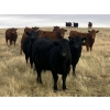 Image 4 : Rafter NZ Ranch - 11 Black X March/April Calving Bred Heifers (Pincher Creek, AB)