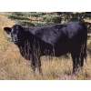 Image 5 : Terry & Dixie Viney/Garth Dorin - 580# October Delivery Heifer Calves - 70 Head (Bearberry, AB)