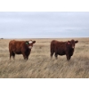 Image 7 : F Nester Ranching (Les Nester)  - 3 RBF Heifers (Pen 513-515)