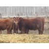 Image 5 : Helland Land & Cattle Co. Ltd. - 992# March Delivery Steers - 100 Head (Lomond, AB)