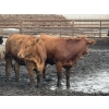 Image 2 : Cromer Cattle Company Inc. - 1000# September Delivery Heifers - 30 Head (Cromer, MB)