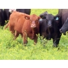 Image 4 : Spring View Ranch Ltd. - 610# November Delivery Steer Calves - 80 Head (Beaubier, SK)