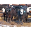 Image 4 : Bezan Cattle Corporation - 725# April/May Delivery Steers - 80 Head (Midale, SK)