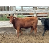 Image 5 : Dan Ponjavic - 865# September Yearling Heifers - 124 Head (Coalhurst, AB)