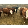 Image 10 : John & Kate Anderson - 930# March/April Delivery Steers - 65 Head (Ashcroft, BC)