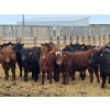Image 7 : M.S. MacLean Livestock - 920# March Delivery Steers - 100 Head (Coaldale, AB)