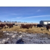 Image 11 : Merrick & Donald Campbell - 26 RWF/BWF April/May Calving Bred Heifers (Calahoo, AB)