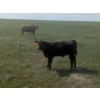 Sheerness Farms - 550# October Delivery Heifer Calves - 35 Head (Sheerness, AB)