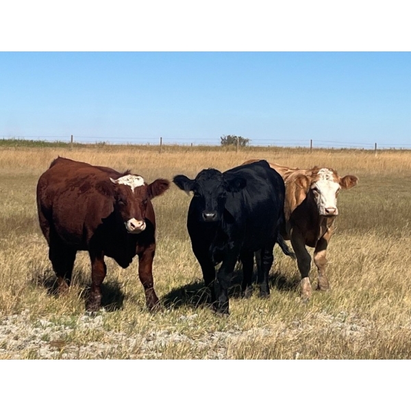 Kirk Goldsmith - 950# September Delivery Grass Steers - 65 Head (Veteran, AB)