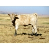 Image 4 : Douglass Cattle Co. - 540# Heifer Calves - 95 Head (Finnegan, AB)