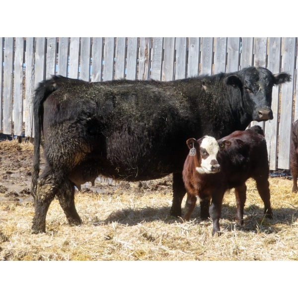 Leib Farm & Ranch Ltd. - 30 Black Angus/Black Angus X Pairs (Southey, SK)