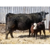 Image 1 : Leib Farm & Ranch Ltd. - 30 Black Angus/Black Angus X Pairs (Southey, SK)