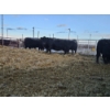 Image 2 : Stryker Cattle Co (Chad Stryker) - 2 Black Young Cows (Pen 440)