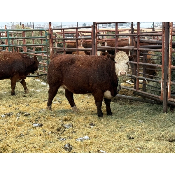 Spruce Ridge Farms - 2 2-Year-Old Cows (Pen 410) *Later Calving*