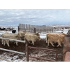 Image 10 : Lowe Ranches - 698# December Delivery Weaned Steers - 92 Head (Nanton, AB)
