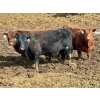 Image 4 : West Ridge Farms - 945# April Delivery Steers - 66 Head (Crossfield, AB)
