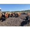 Image 5 : Thomson Cattle Ltd. - 1040# June Delivery Steers - 120 Head (Silver Valley, AB)