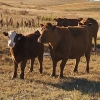 Image 11 : Schwartz Land & Livestock - 525# October Delivery Steer Calves - 90 Head (Hodgeville, SK)