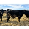 Image 2 : Rose Creek Ranch - 1040# April Delivery Steers - 120 Head (Alder Flats, AB) 