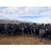Image 1 : Shay & Sharmon Wilson - 920# March Delivery Steers - 115 Head (Bow Island, AB)