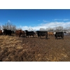 Image 13 : Chris Bartel - 1075# June Delivery Steers - 58 Head (Fort Vermilion, AB)
