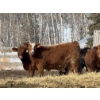 Image 2 : Hopper Farms/Jace Poffenroth - 900# February Delivery Steers - 68 Head (Eckville, AB)