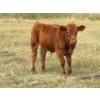 Image 4 : Colter Malloy - 550# November Delivery Steer Calves - 100 Head (Pollockville, AB)