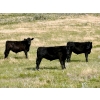 Image 2 : Kings Corner Farms - 860# August Delivery Grass Steers - 142 Head (Corning, SK)