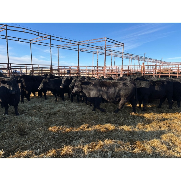 Crooked Creek Ranch - 16 Second Calvers (Pen 408B)