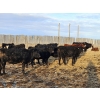 Image 5 : Dallas & Janelle Kapeller - 611# January Delivery Steers - 92 Head (Beechy, SK) VBP+