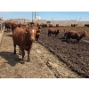Image 4 : Cattlewood Farms Ltd. - 785# June Delivery Steers - 80 Head (Fincastle, AB)