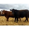 Image 6 : Van Hall Cattle Company Ltd. - 990# April Delivery Steers - 168 Head (Scandia, AB)