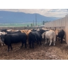 Image 5 : Westwold View Farms - 885# September Delivery Spayed Heifers - 70 Head (Westwold, BC)